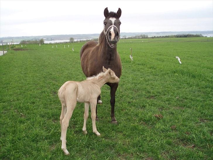 Palomino Stensgaardens Chikita billede 7