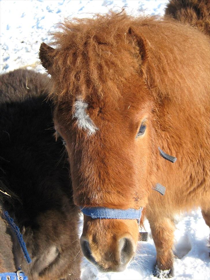 Shetlænder Lindholms Magnus  - I vinters 09 en lækker lille bamse;) billede 6