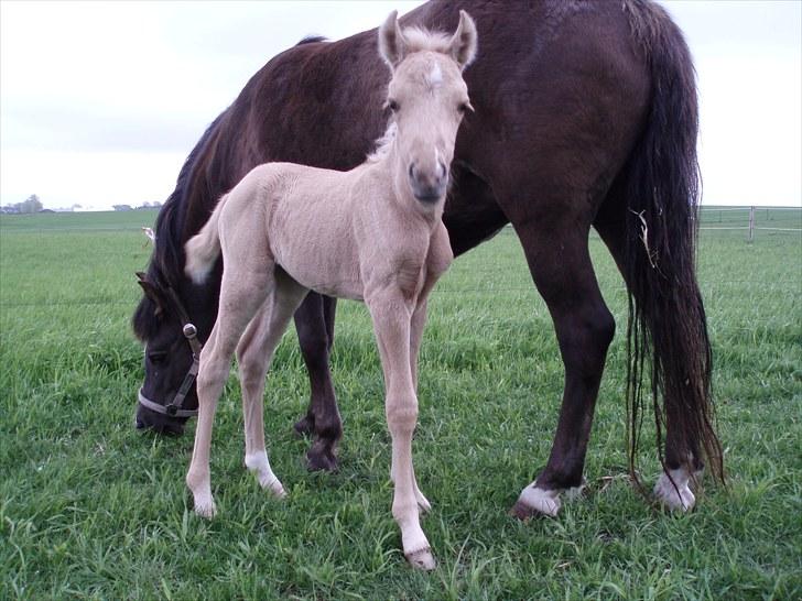 Palomino Stensgaardens Chikita billede 8