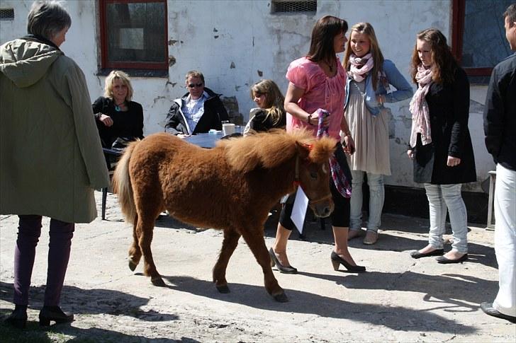 Shetlænder Lindholms Magnus  - På vej hen til salen!:o billede 7