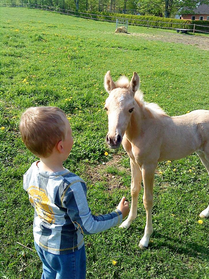 Palomino Stensgaardens Chikita billede 9