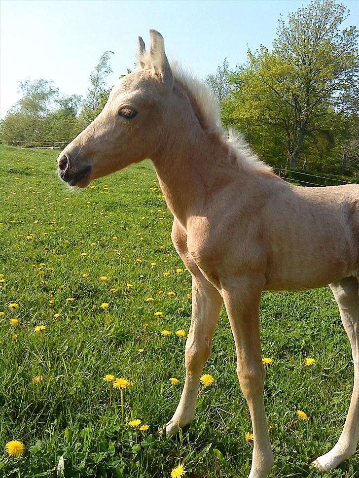 Palomino Stensgaardens Chikita billede 10