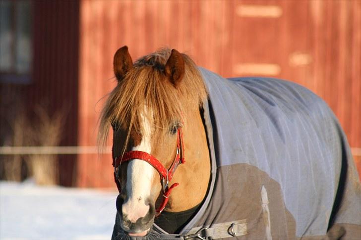 DSP Enekærs Agitato - smukke pony<3<3 billede 1