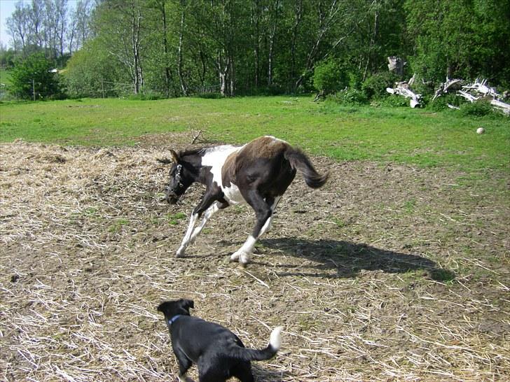 Pinto Kallestrups alistore o'shar billede 5