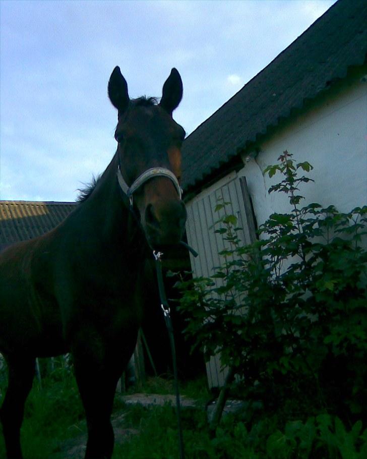 Norsk Varmblod  Blue Leader - blue leader billede 1
