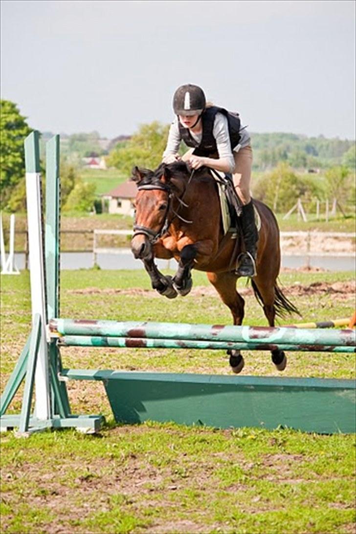 Anden særlig race Trunte † - Fotograf: Maria Rasch billede 13