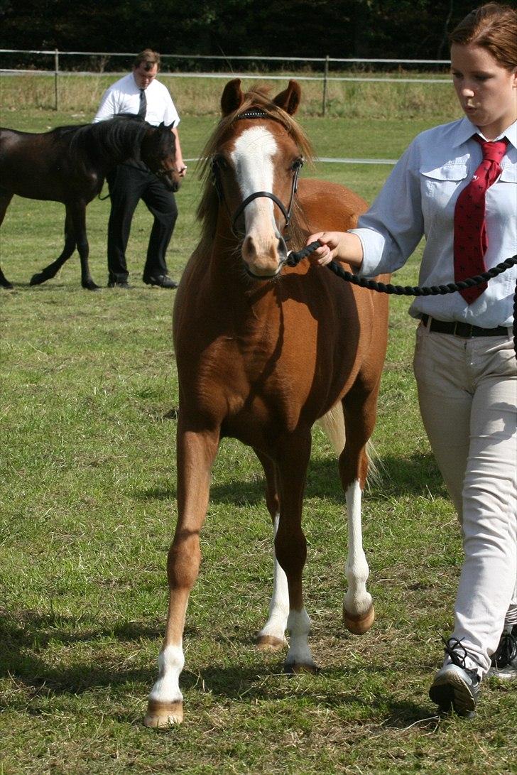 Welsh Pony (sec B) Caya's Angel - Føl og plag skue 2010 billede 9