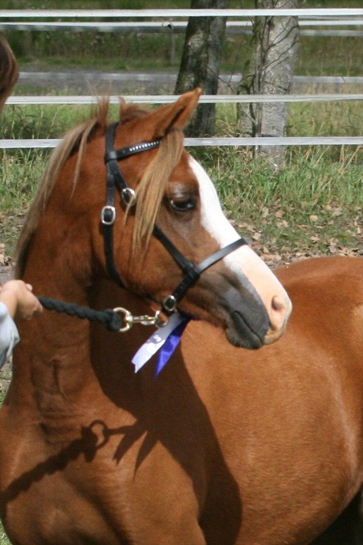 Welsh Pony (sec B) Caya's Angel - Føl og plag skue 2010 billede 10