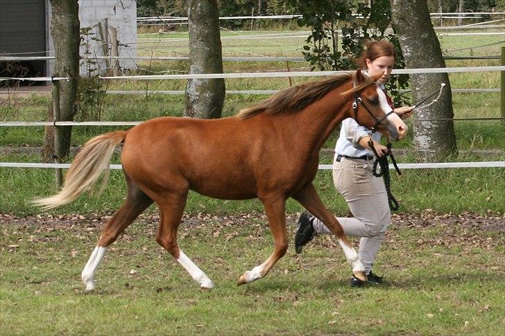 Welsh Pony (sec B) Caya's Angel - Føl og plag skue 2010 billede 11