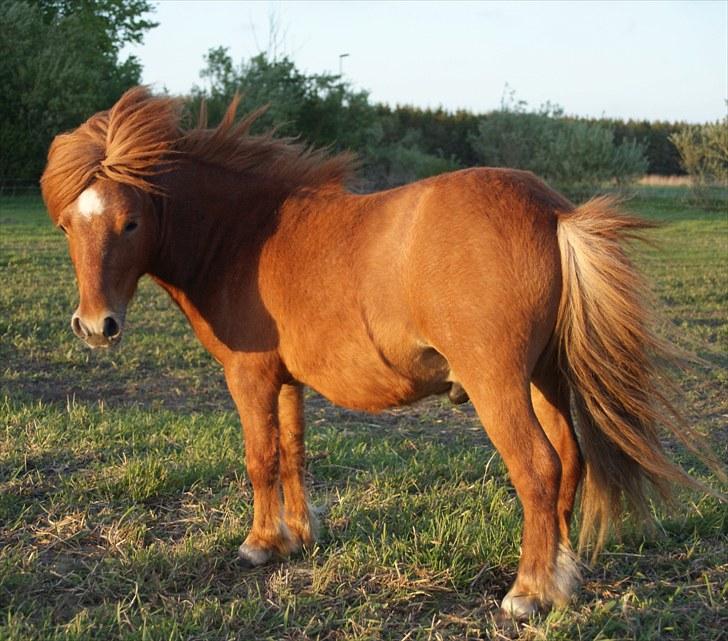 Anden særlig race Møllegårdens Kajser - Smukke lille Kajser i aftensol og blæst, maj 2010 billede 10