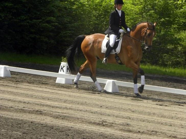 Holstener Caruzo - [fokdalfoto.dk] billede 3