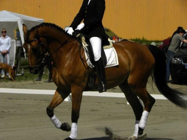 Holstener Caruzo - [fokdalfoto.dk] billede 4