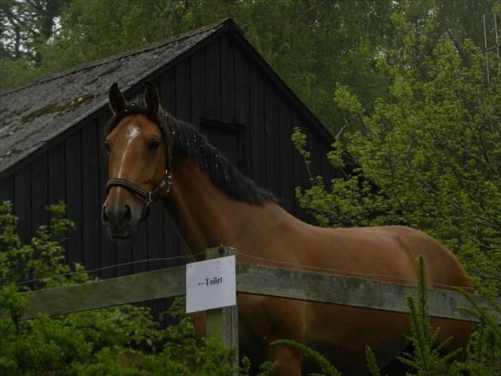 Holstener Caruzo - [fokdalfoto.dk] billede 5