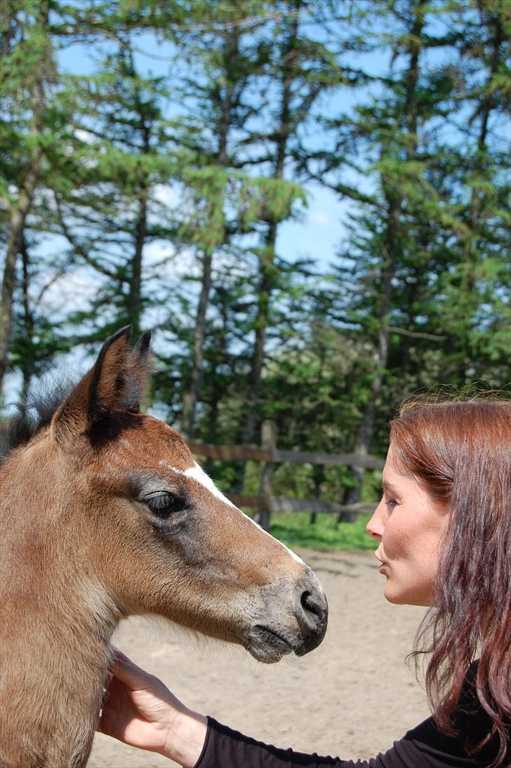 Anden særlig race Kastanjegårdens Le Quinto billede 3