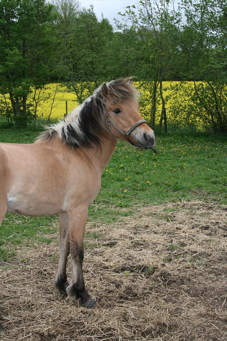 Anden særlig race team linnets spirit billede 1
