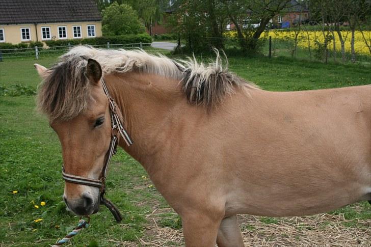 Anden særlig race team linnets spirit billede 2