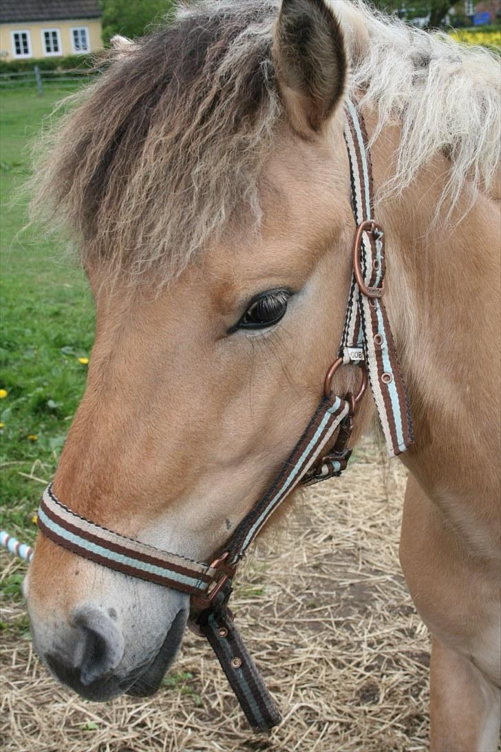 Anden særlig race team linnets spirit billede 3