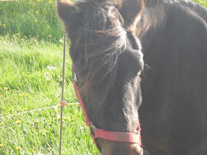 Anden særlig race Dinna<3 billede 7