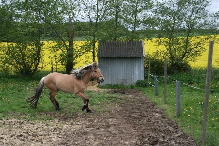 Anden særlig race team linnets spirit billede 4