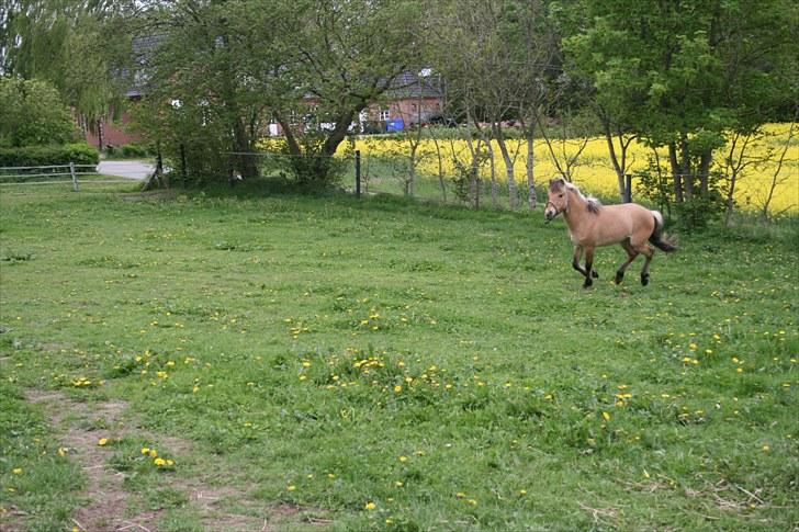 Anden særlig race team linnets spirit billede 5