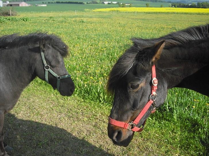 Anden særlig race Dinna<3 - sure dinna<3 billede 8