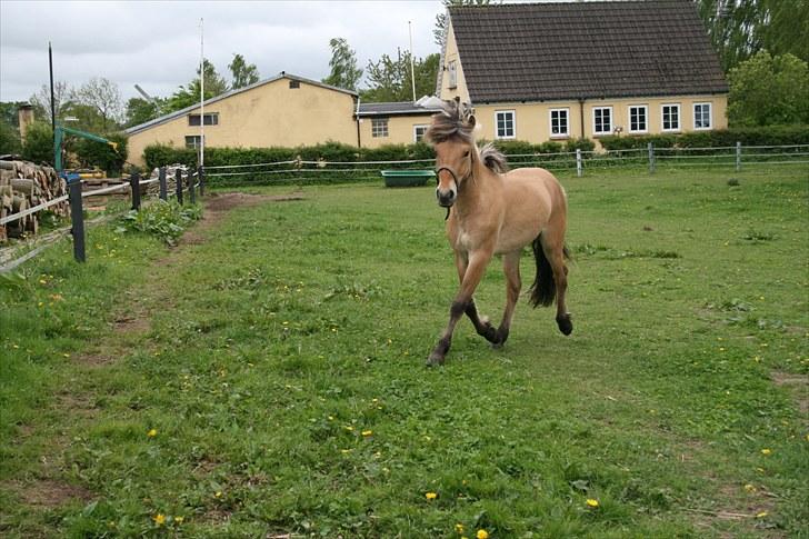 Anden særlig race team linnets spirit billede 6