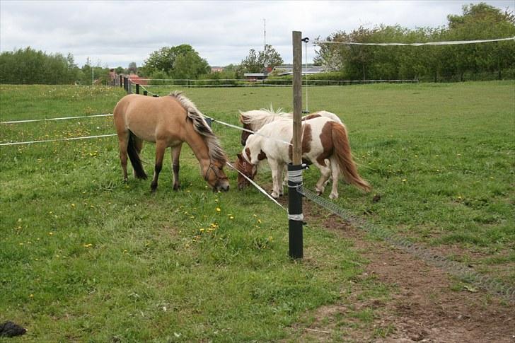 Anden særlig race team linnets spirit billede 7