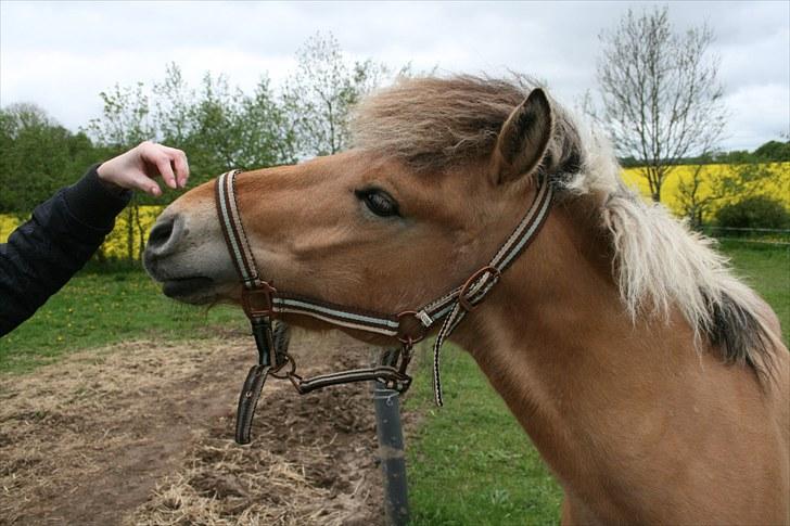 Anden særlig race team linnets spirit billede 8