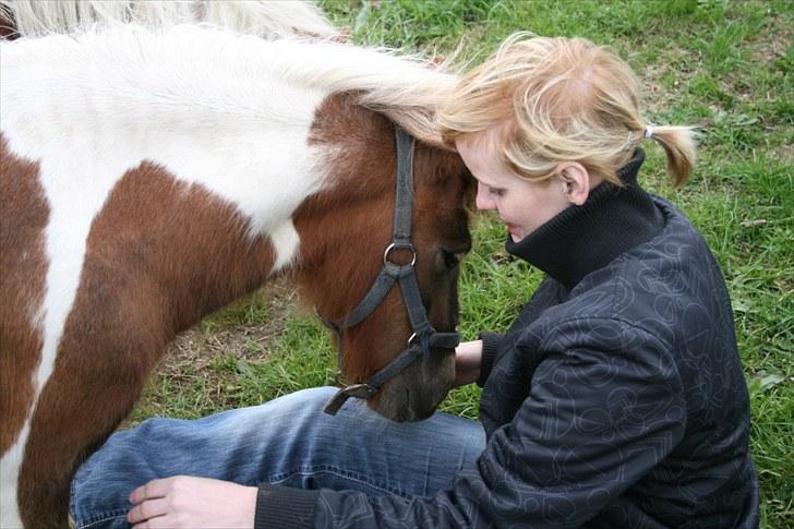 Shetlænder team linnets freja billede 6