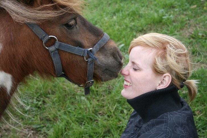 Shetlænder team linnets freja billede 7