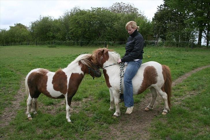 Shetlænder team linnets freja billede 8