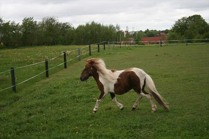 Shetlænder team linnets freja billede 9