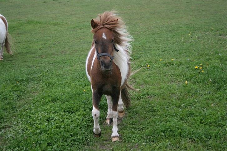 Shetlænder team linnets freja billede 10