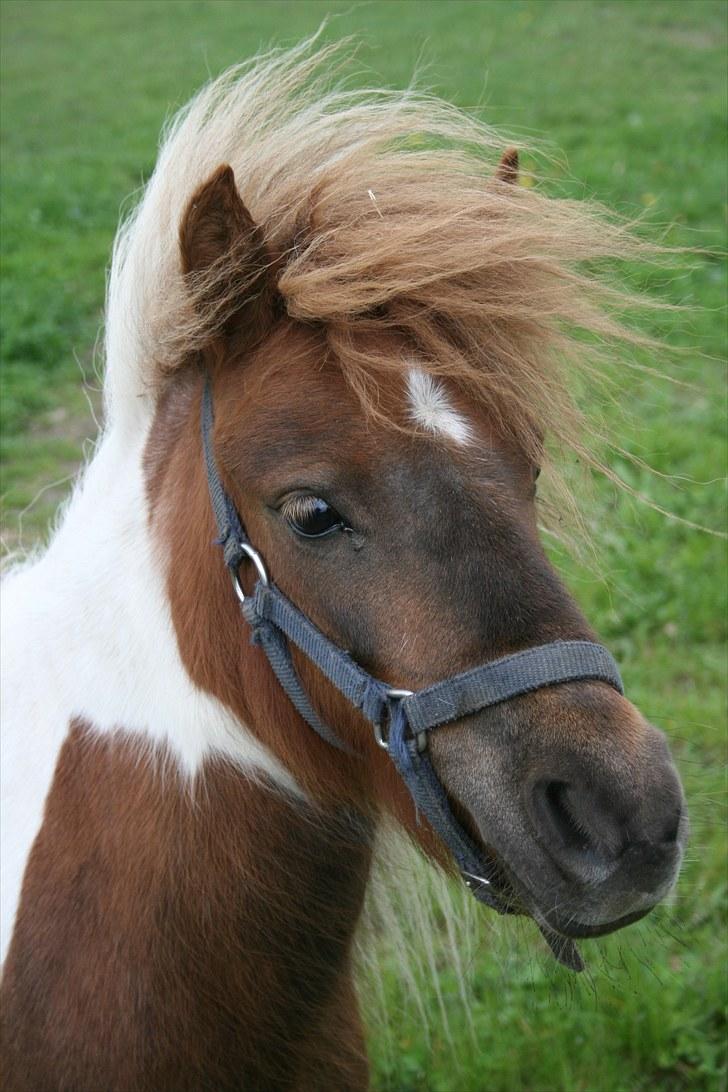 Shetlænder team linnets freja billede 11