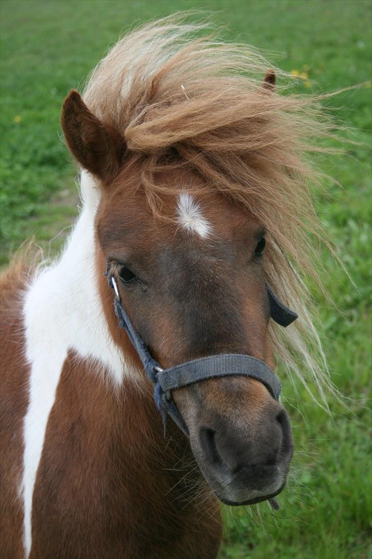 Shetlænder team linnets freja billede 12