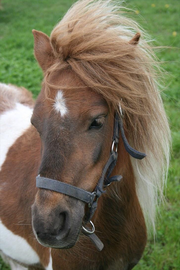 Shetlænder team linnets freja billede 13