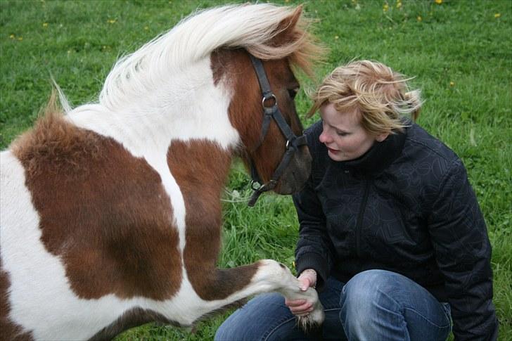 Shetlænder team linnets freja billede 14