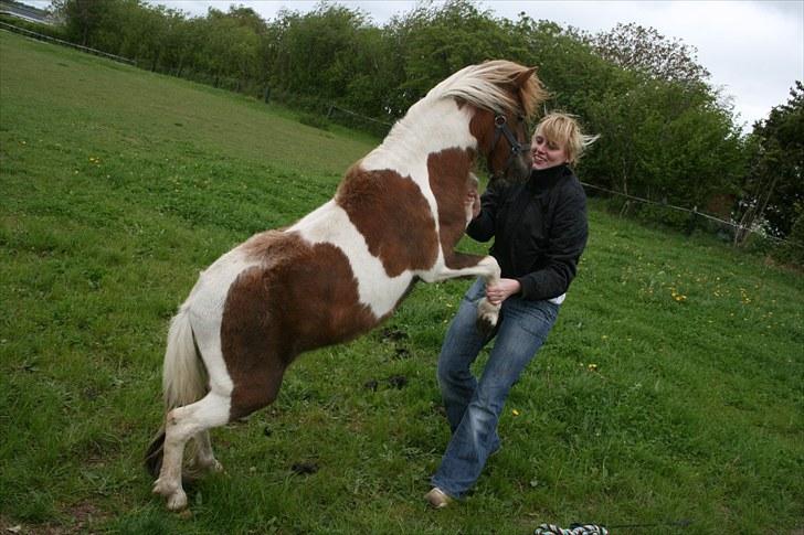 Shetlænder team linnets freja billede 15