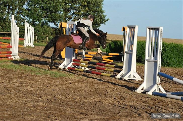 Anden særlig race Dinna<3 billede 9