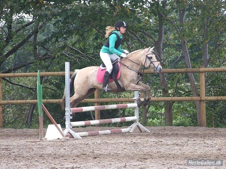 Fjordhest Columbine Bøgely - Hyggestævne på Digelsgård 19/9-10. 70 cm = 1 roset. Foto: Frederikke L billede 16
