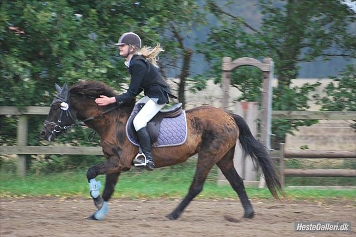 Anden særlig race Dinna<3 - til stævne i hark:D billede 11