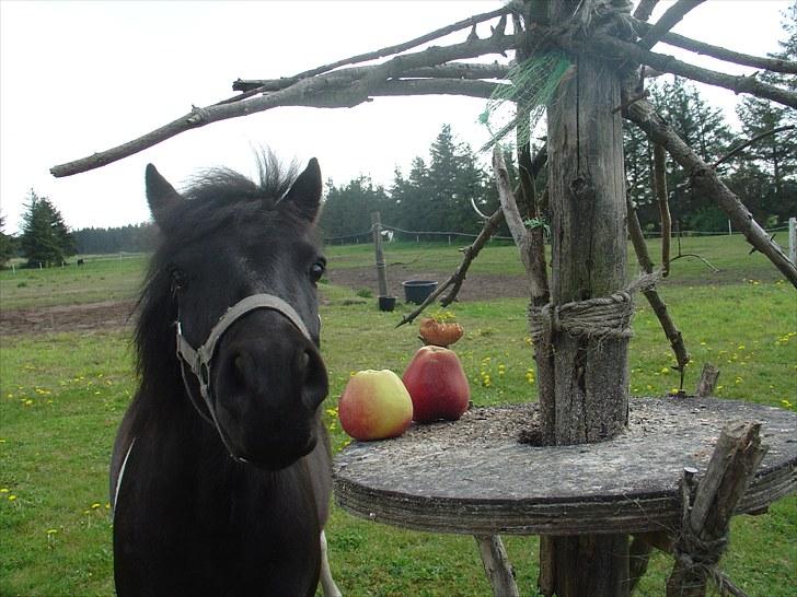 Anden særlig race Albert Lurifaxe - de opdager aldrig det var mig billede 3
