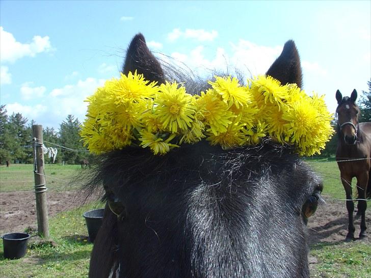 Anden særlig race Albert Lurifaxe - albert nu som mlp billede 15