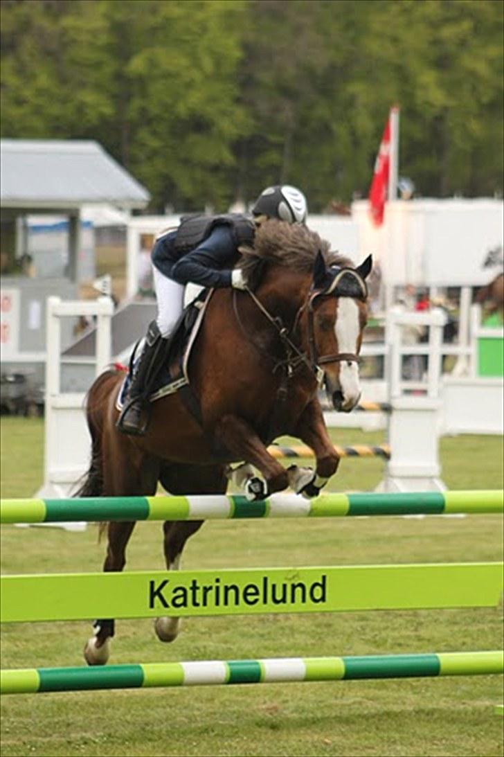 DSP Sønderlunds Asanti( solgt - morsø foto: Anne krogh billede 13