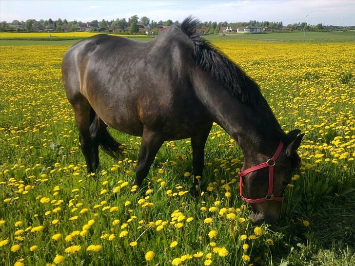 Anden særlig race Margrethenborgs Zamire <3 mit et og alt<3 - 23-5-10.. Sommer græs, det er bare lykken :o) billede 15