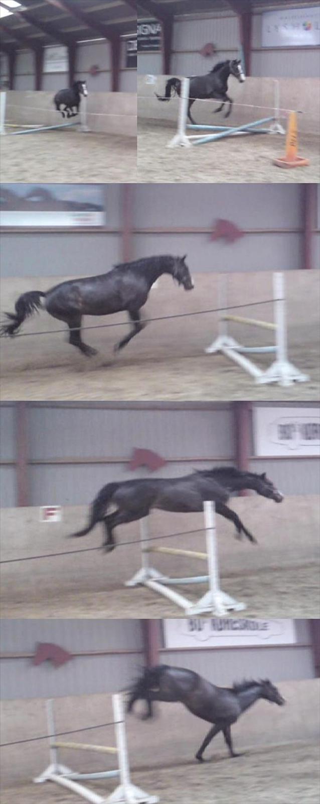 Dansk Varmblod Pointsprings Maddison - Anden gang vi løssprang Maddi! :D Det sidste spring er 75 cm! :D (Taget fra video.) billede 18