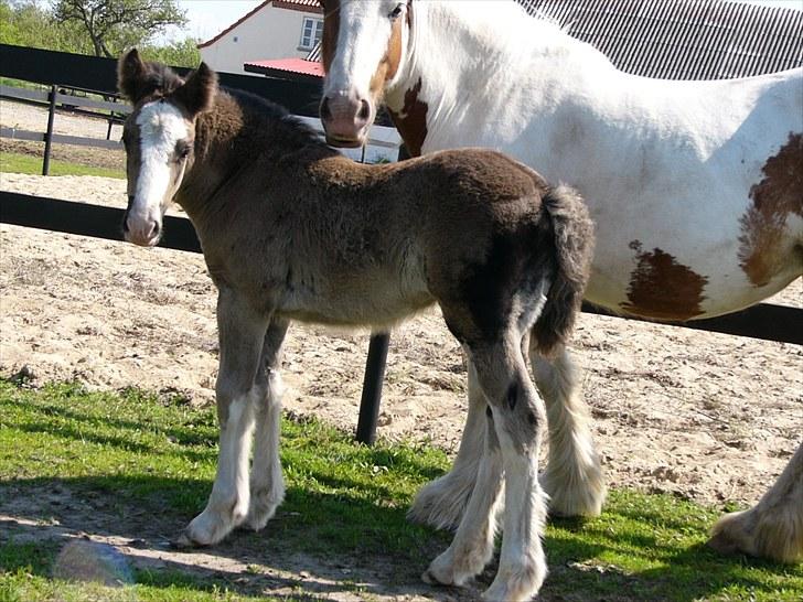 Irish Cob Hebe. (Solgt) billede 5