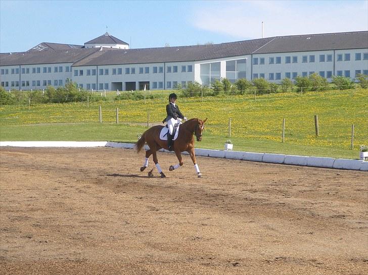 Dansk Varmblod Skikkilds Welthene *RDS og B-hest* billede 3