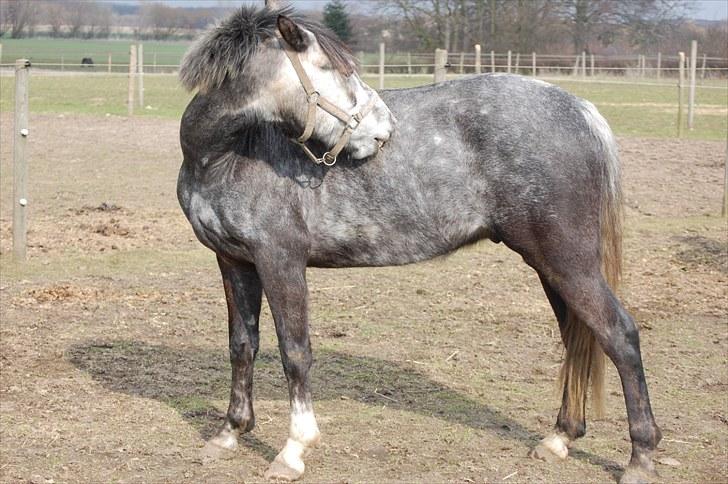 New Forest Mølgaards Zafir - 9 - Fold ´10 billede 9