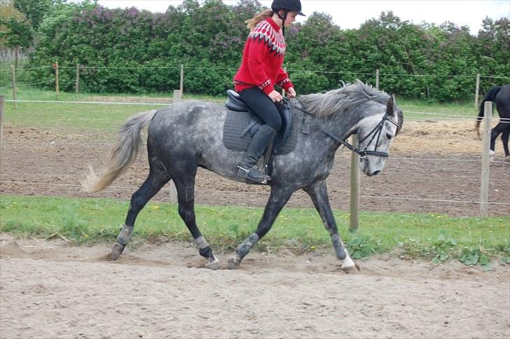 New Forest Mølgaards Zafir - 10 - Dressur ´10 billede 10